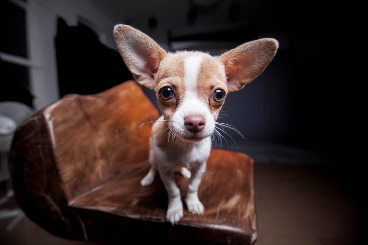 Tierfotografie beim Fotografen